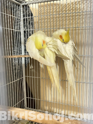 Cocktail running pair